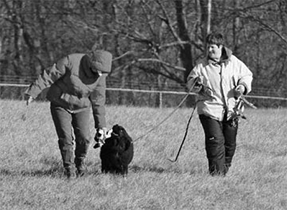 Newfoundland dog carrying a tracking glove